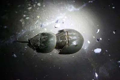 New York beaches are dating hot spots for horseshoe crabs