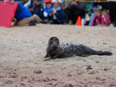 Rehabilitated seals ‘galumphed’ back into the ocean in R.I.