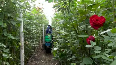 Impact tariffs could have on flower shops with Mother’s Day on the horizon