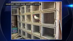 MDSO: 42 arrested after deputies bust cockfighting ring in SW Miami-Dade