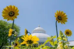 A first look at the New York Botanical Garden's floral tribute to Vincent Van Gogh