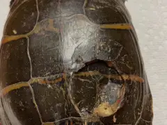 It was turtle vs. golf ball on the Cape. See who won.